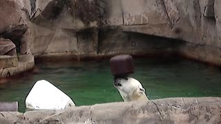 "Polar Bear Plays With A Small Black Barrel In A Pool"