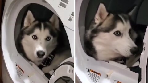 Naughty husky decides to chill out in the washing machine