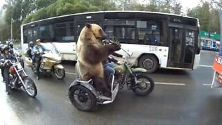 Tämä moottoripyöräilevä karhu ei pidä liikenteestä