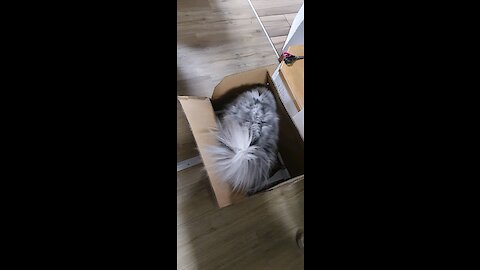 Hungry cat and the box