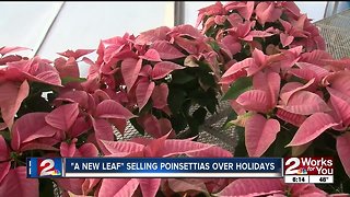 'A New Leaf' selling poinsettias over holidays