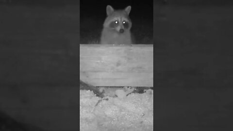 Hungry 🥣 raccoon 🦝 peaks out while feeding🥣 #cute #funny #animal #nature #wildlife #trailcam #farm