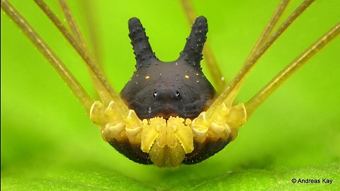 Bunny Harvestman preparing for a new day