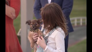 Adoptable dogs strut stuff in doggie fashion show