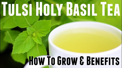 Holy Basil Tulsi Tea - How to Grow & Life Changing Health Benefits