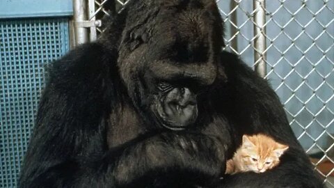 Koko The Gorilla || Psychic Liz Cross