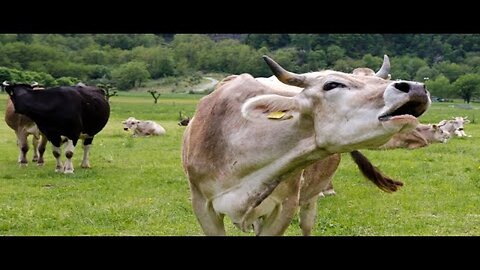 COW VIDEOS 🐄 COWS GRAZING 🐄 COW SOUNDS