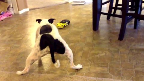 Remote controlled car catches dog off-guard