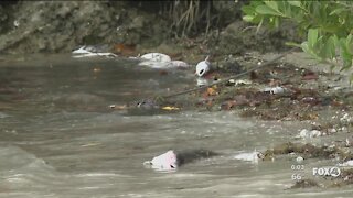Red Tide causing hundreds of dead fish to wash up along Bonita Beach