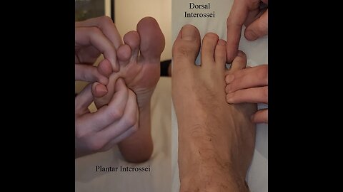 Muscle Palpation - Plantar Interossei & Dorsal Interossei Pedis [4th Layer Foot Muscles] [ASMR]