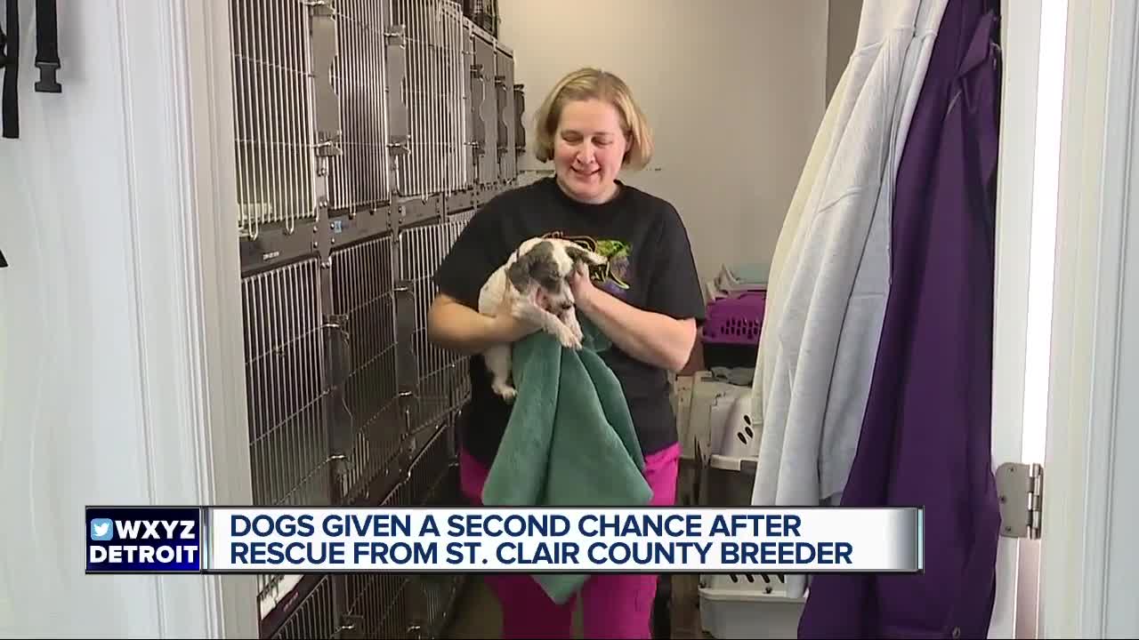 Dogs given second chance after rescue from St. Clair County breeder