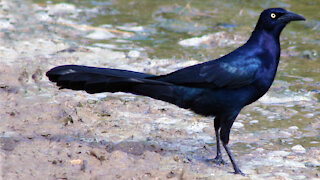 Blackbird courtship feeding