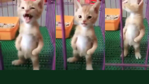 Cute kitten standup like a baby- meow meow