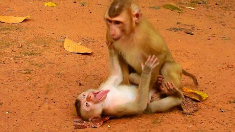 Oops, Baby Rojo is attractive with best friend, So funny baby monkey Rojo