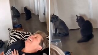 Cat puts cane corso puppy in time out
