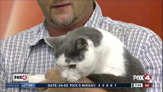 Pet of the week: Jinx