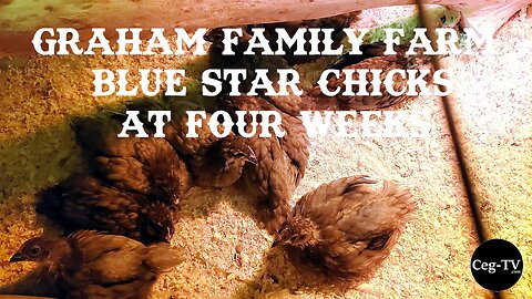 Graham Family Farm: Blue Star Chicks at 4 Weeks