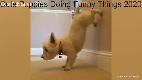 Cute Puppies & Dogs Doing Funny Things 2020