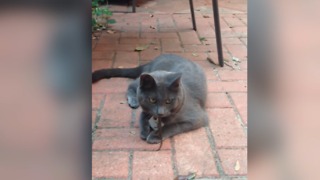 This Lizard Biting A Cat's Tongue Proves That Nature Is WILD!