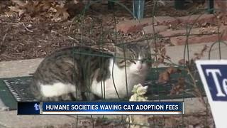 Humane societies in Wisconsin waiving adoption fees for adult cats during July