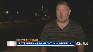 Summerlin residents say they've never seen this many rats