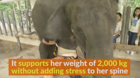 Elephant Gets New Prosthetic Leg