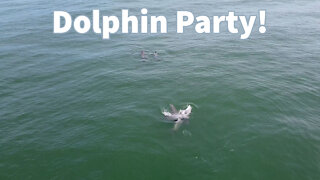 Dolphin Party in Fort Morgan Alabama!