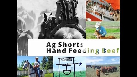 Hand Feeding Butcher Animals - Ag Shorts
