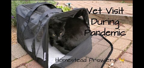 Homestead Cats Go To Vet During Covid 19 Pandemic