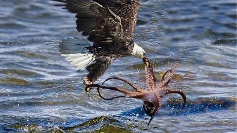 Eagle vs Octopus Craziest Animal Battle Caugh On Camera