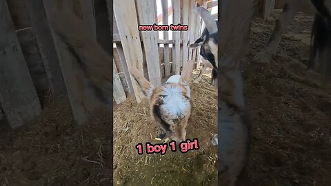 newborns 5/19 #goats #animals #pets #farmlife #homestead #shortsfeed #shorts #short #share #love