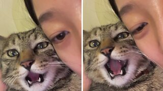 Cat Mom & Kitten Adorably Meow Together In A Perfect Harmony