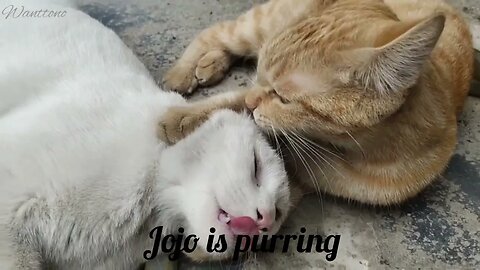 Who put them in biting competition? #funny #cats #bite