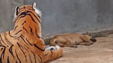 Crazy dogs with the stuffed tiger