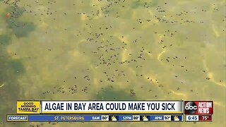 Blue-green algae bloom in Old Tampa Bay can make you sick