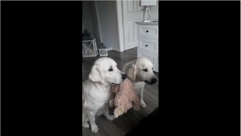 Dogs Take Turns Holding A Toy While The Other Receives Treats