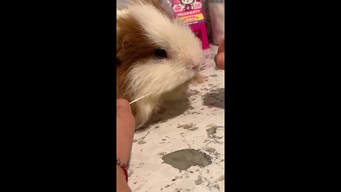 Little girl helps her pet guinea pig floss his teeth