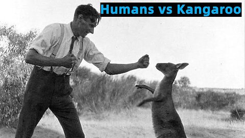 Humans vs Kangaroo - Who Wins?