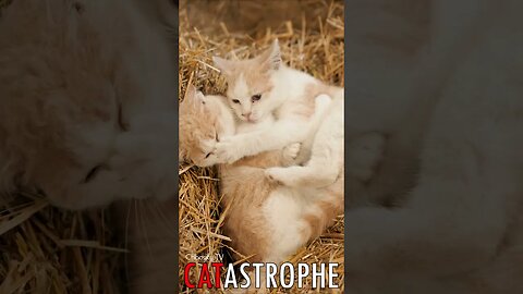 😼 #CATASTROPHE - Fierce Feline Fun: Play Fighting Kittens' Joyful Dance in the Barnyard 🐈