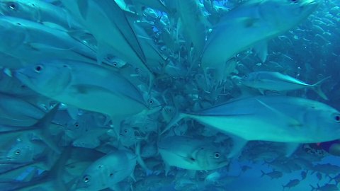 Massive school of fish completely surround scuba divers