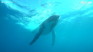 Il sub si fa un selfie con una balena gigante
