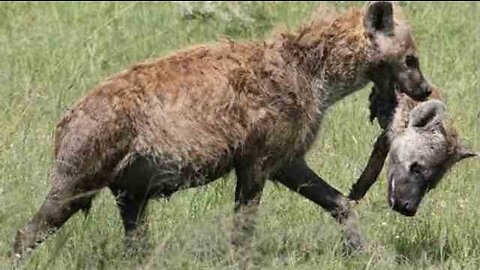 Top 5 horrible moments of Hyena eating Hyena