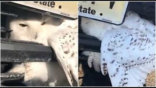 Ugle der sidder fast i kofanger på bil bliver reddet