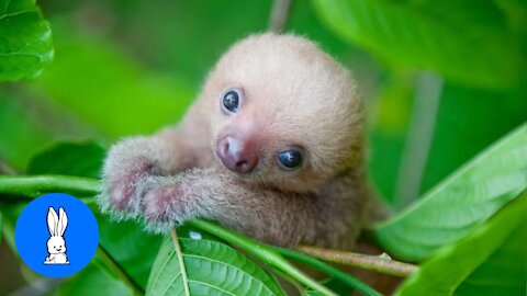 Baby Sloths just being baby sloths