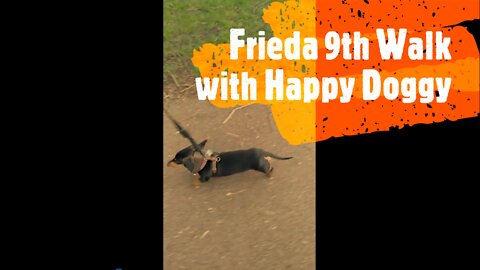Frieda 9th Walk with Happy Doggy