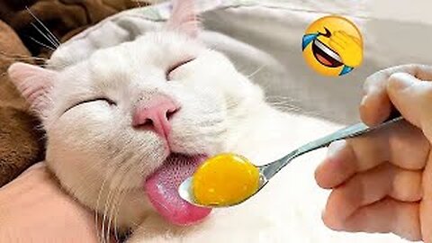 New Funny Animals 😂 Funniest Cats and Dogs Videos 😺🐶