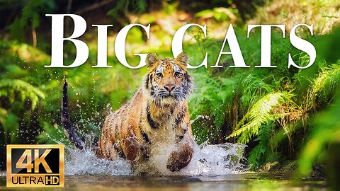 дикая природа животные большие кошки 4k -Замечательный фильм о дикой природе с успокаивающей музыкой