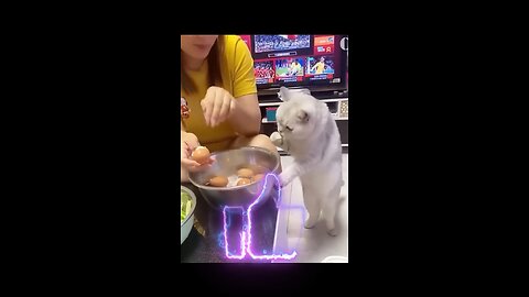cats and dogs videos