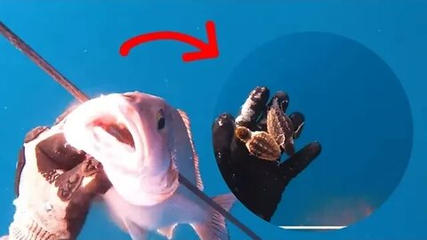 I FOUND These Inside This Giant Snapper Spearfishing! {Catch n Cook}