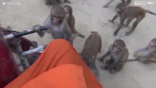 Cet homme de 79 ans est entouré par des singes affamés!